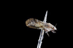 Citrus psyllid