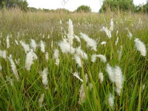 Imperata_cylindrica