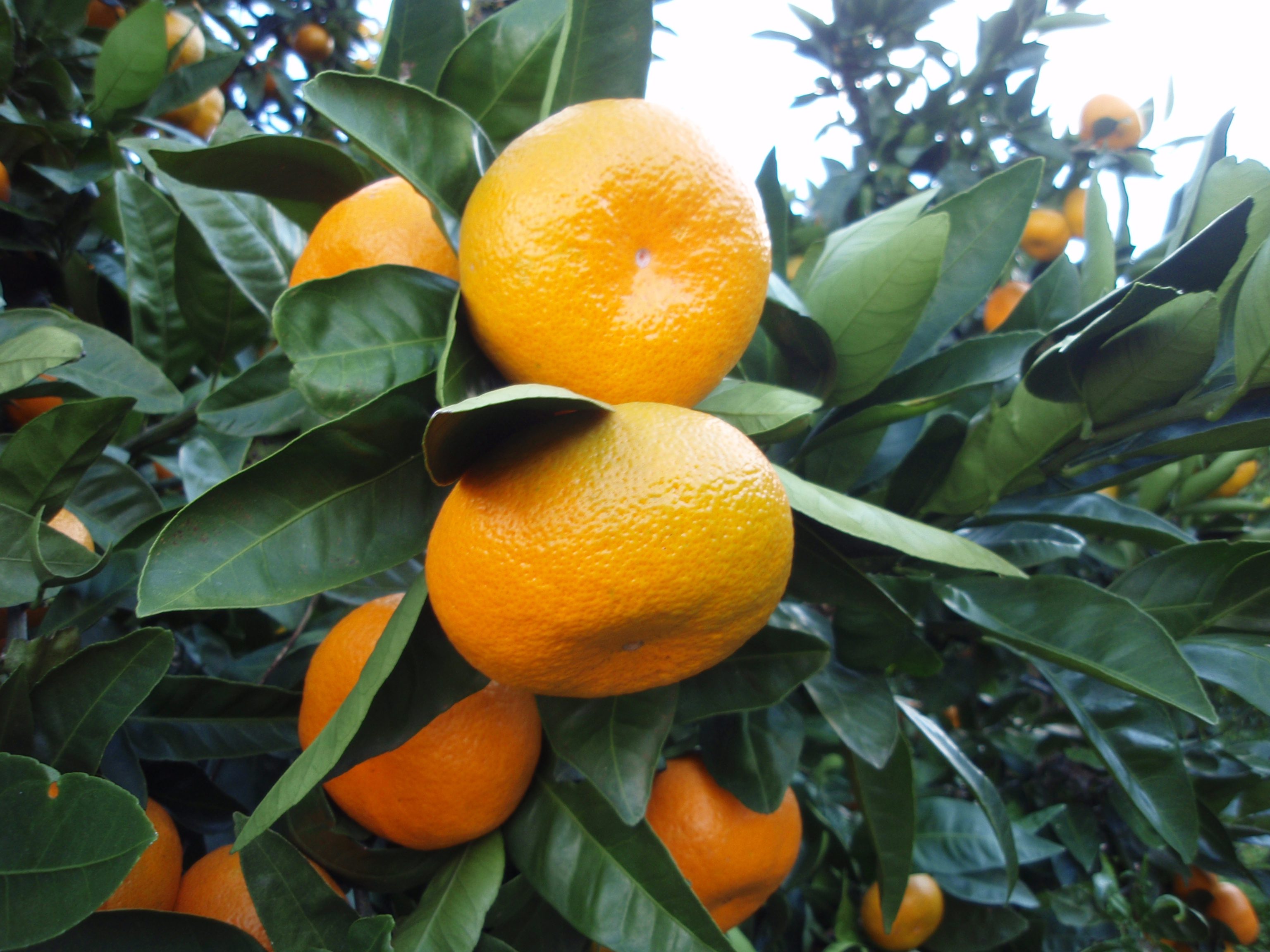 citrus tagr