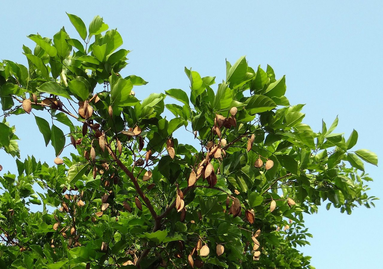 Oil, Fatty Acid Profile and Karanjin Content in Developing Pongamia pinnata  (L.) Pierre Seeds - Pavithra - 2012 - Journal of the American Oil Chemists'  Society - Wiley Online Library
